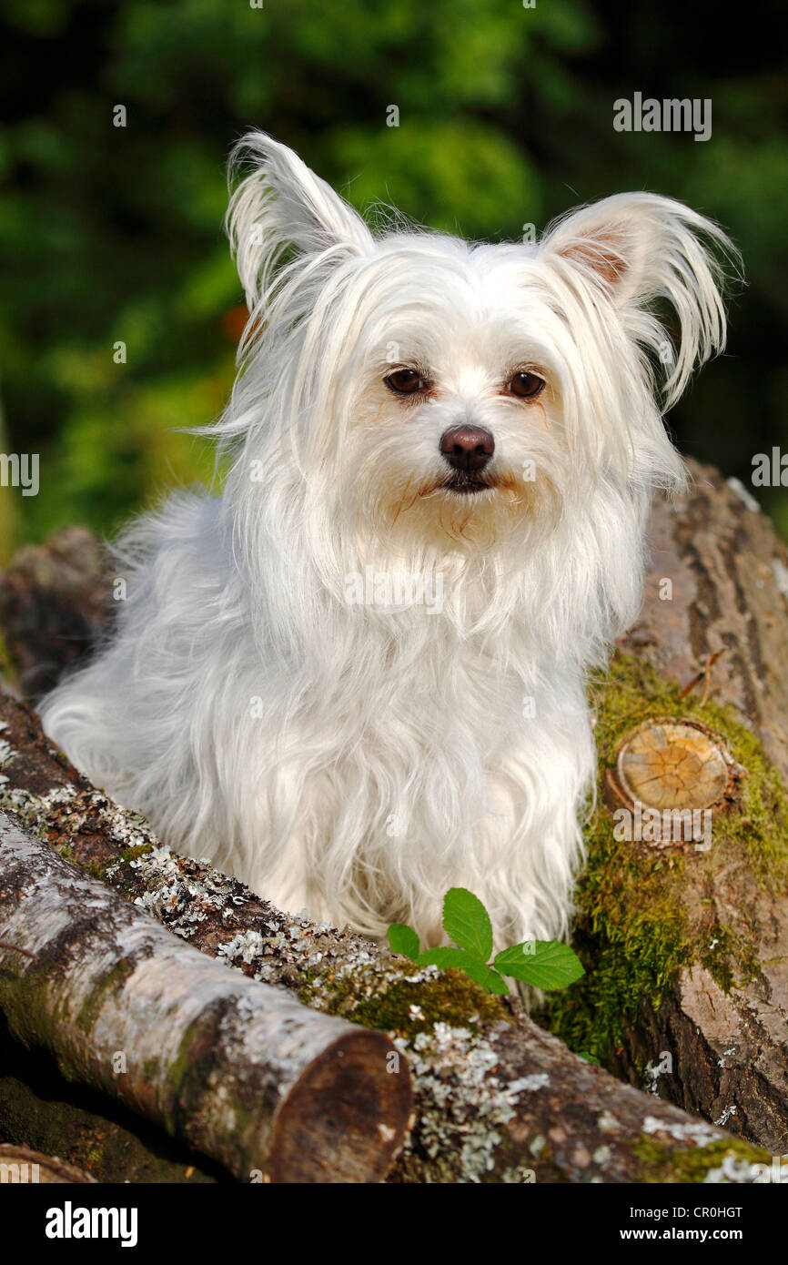 Havaton, Havanese Coton de Tulear hybrid sitting on a pile of wood