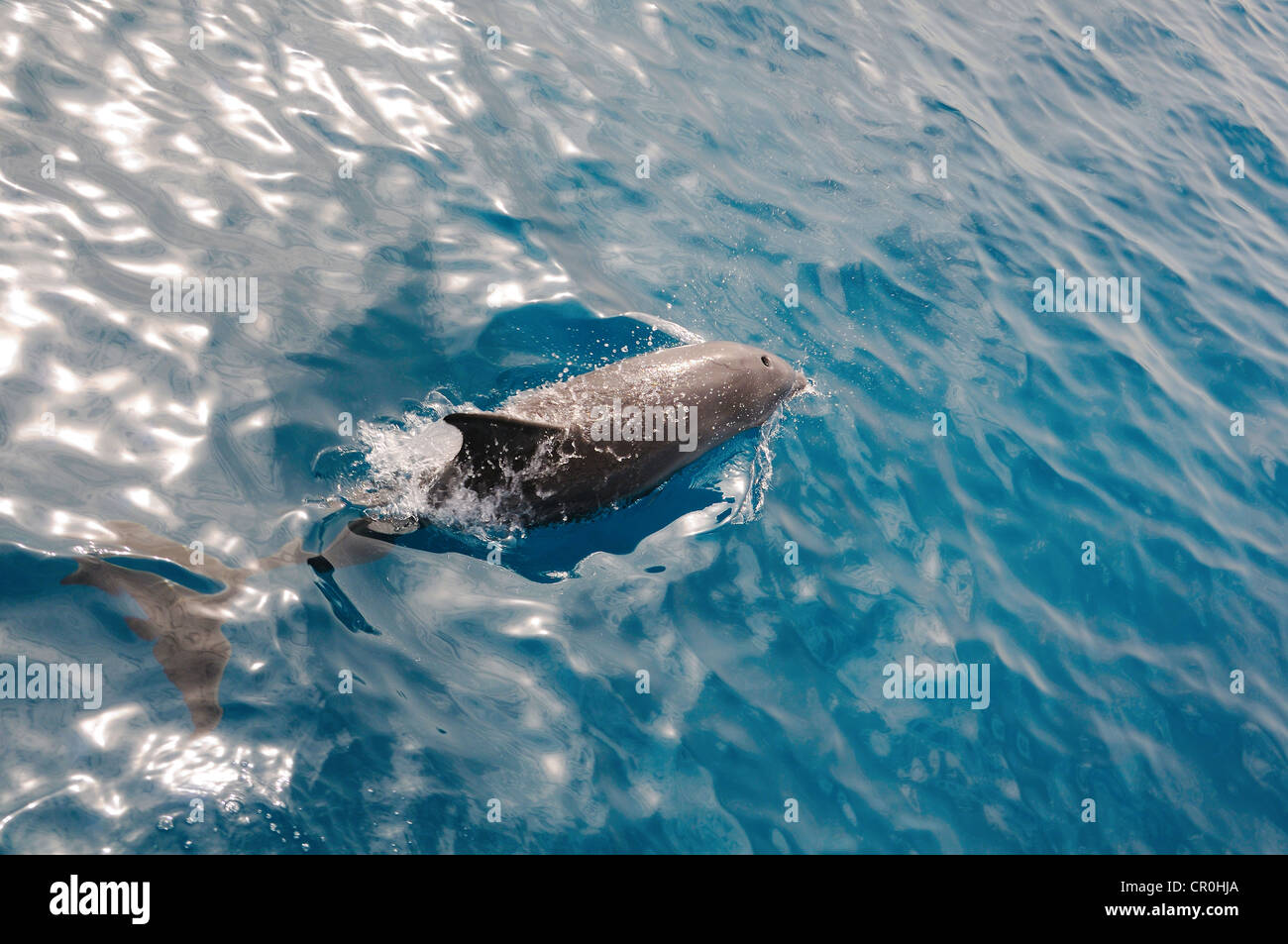 Swimming dolphin with splashes in blue clean water Stock Photo