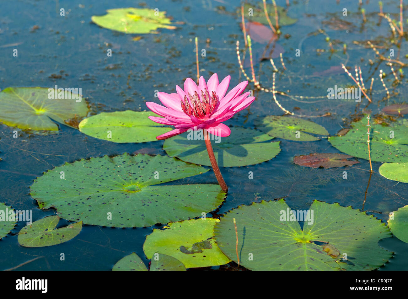 Pink water lilly, Cambodia, Southeast Asia Stock Photo