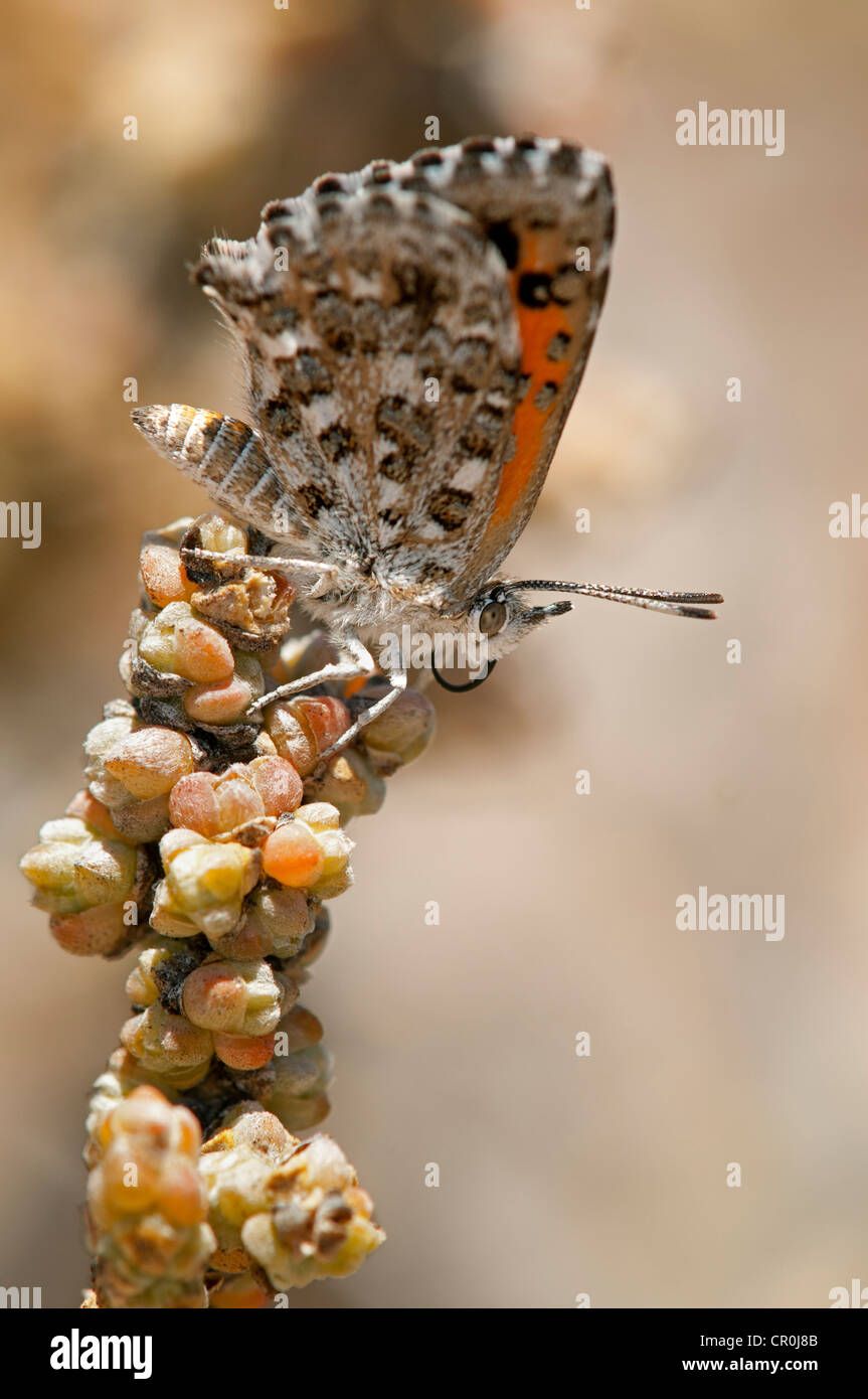 Butterfly of the South African species of the genus Aloeides, Knersvlakte, Western Cape, Namaqualand, South Africa, Afirca Stock Photo