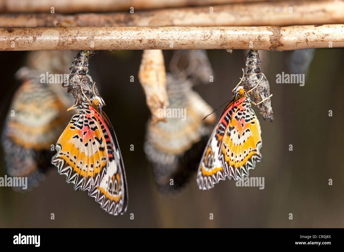 Newly emerged butterflies of the genus Cethosia, Siem Reap, Cambodia, Southeast Asia, Asia Stock Photo