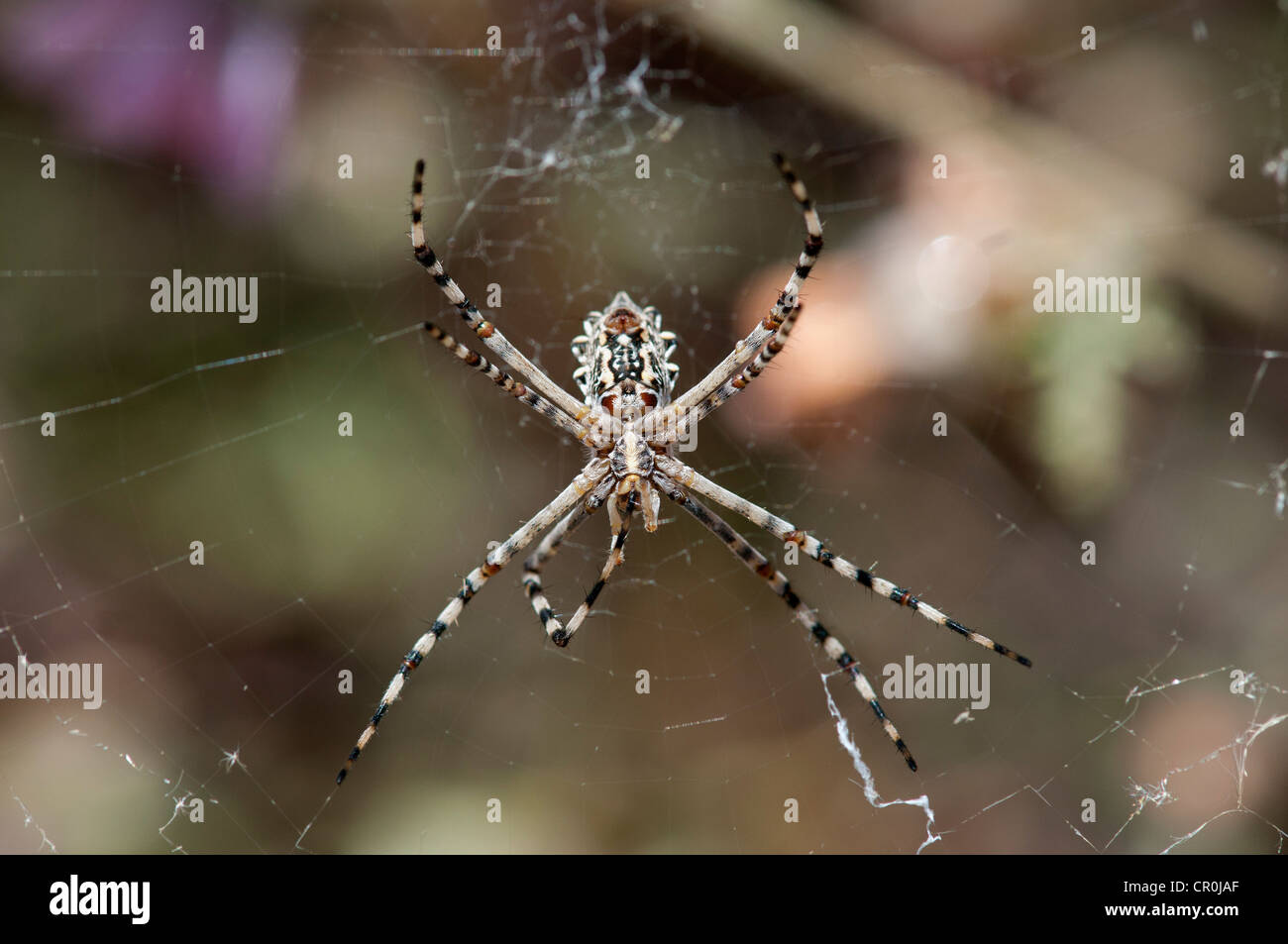Underside of female Garden Orb Spider (Argiope australis), Hantam National Botanical Garden, , Namaqualand, South Africa, Africa Stock Photo