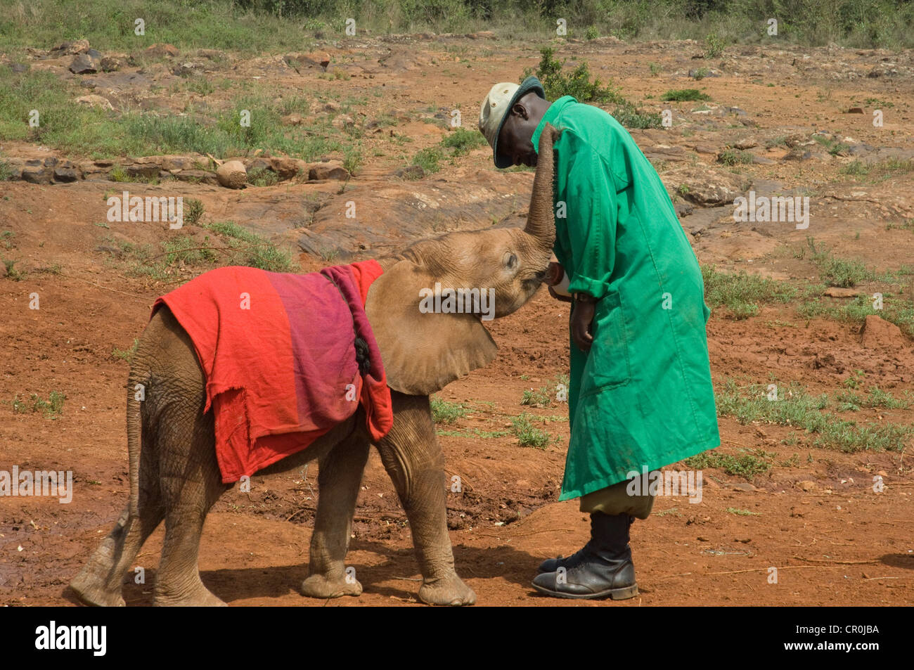 Keeper bottle feeding orphaned elephant baby Stock Photo Alamy