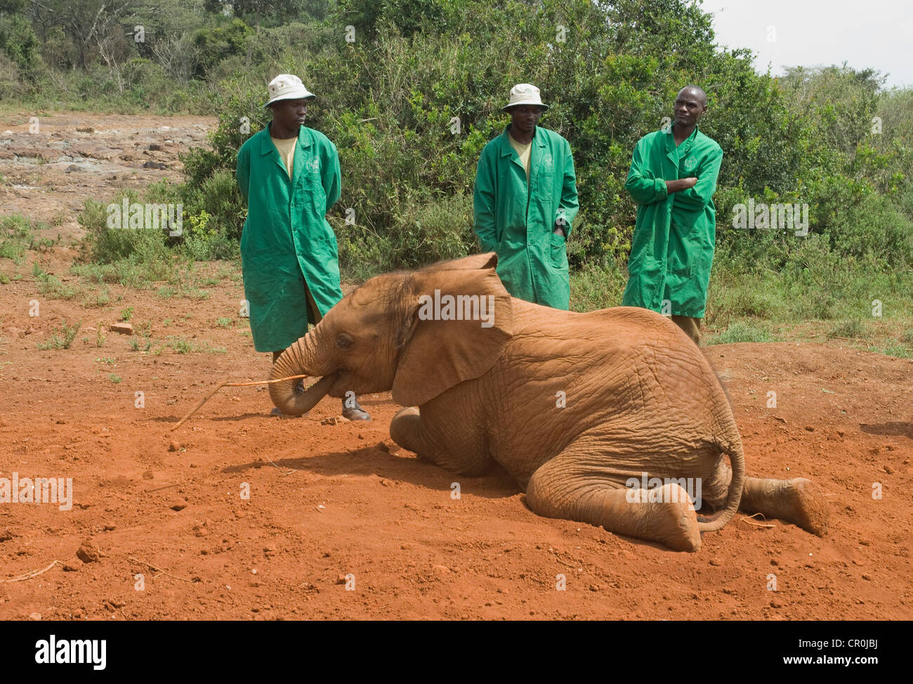 Elephant lying down hires stock photography and images Alamy