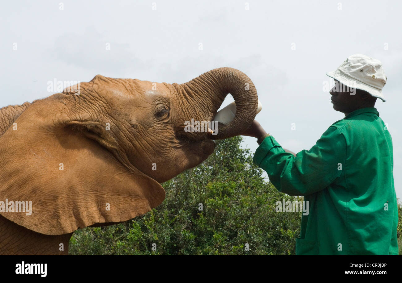 Keeper bottle feeding orphaned elephant Stock Photo