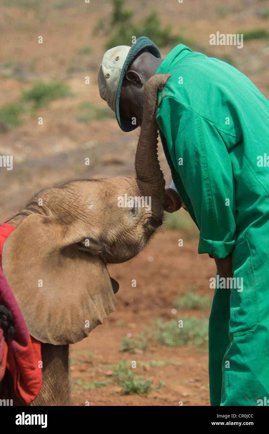 Keeper bottle feeding milk to orphaned  baby elephant Stock Photo