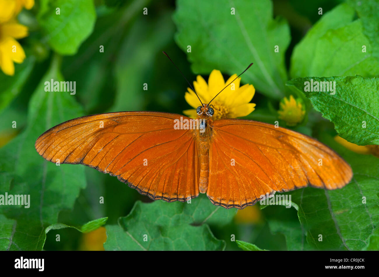 Julia Butterfly, Julia heliconian (Dryas iulia), Phuket, Thailand, Southeast Asia, Asia Stock Photo