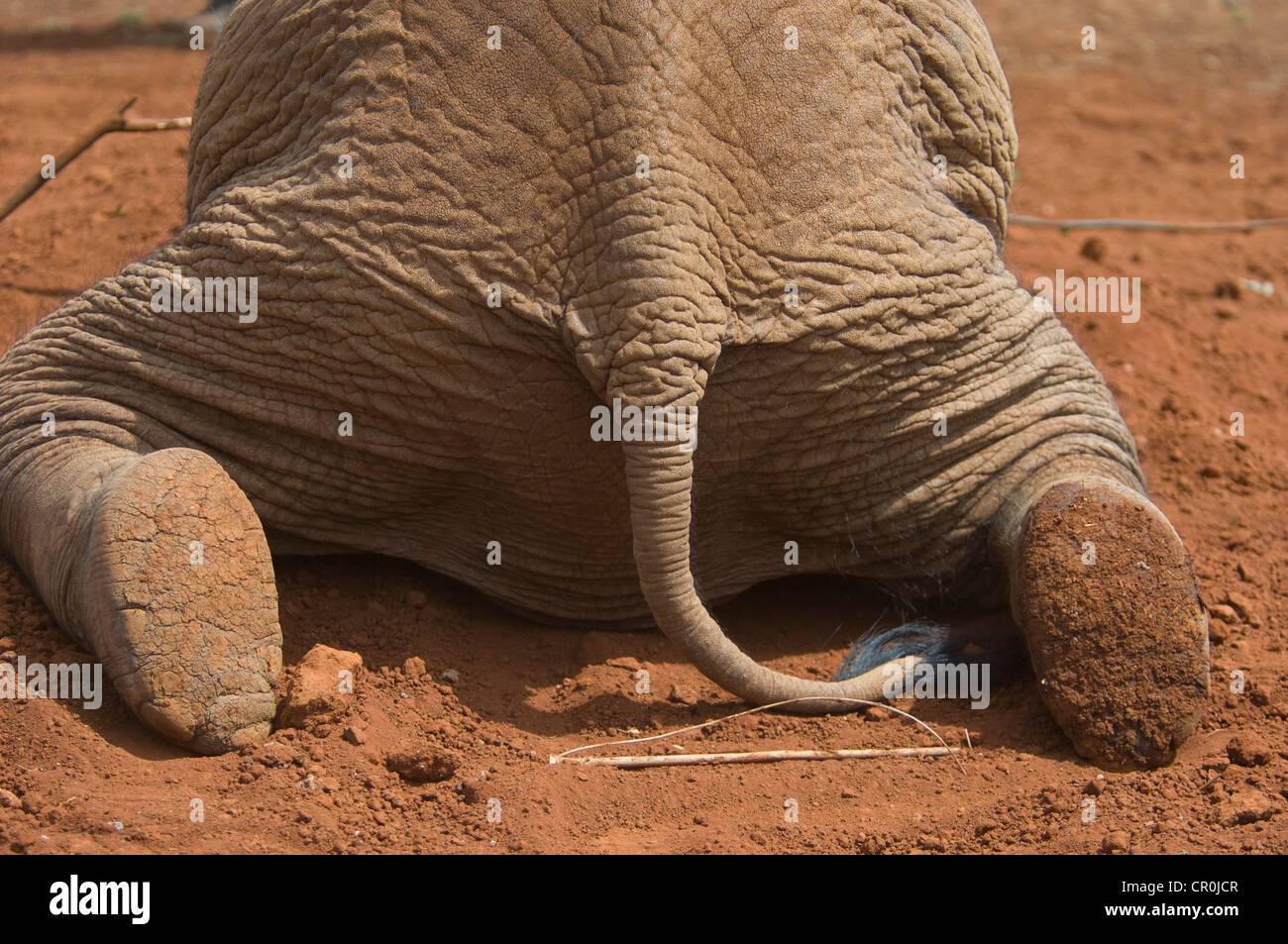 Rear of orphaned elephant laying down, showing bottoms of feet and tail Stock Photo