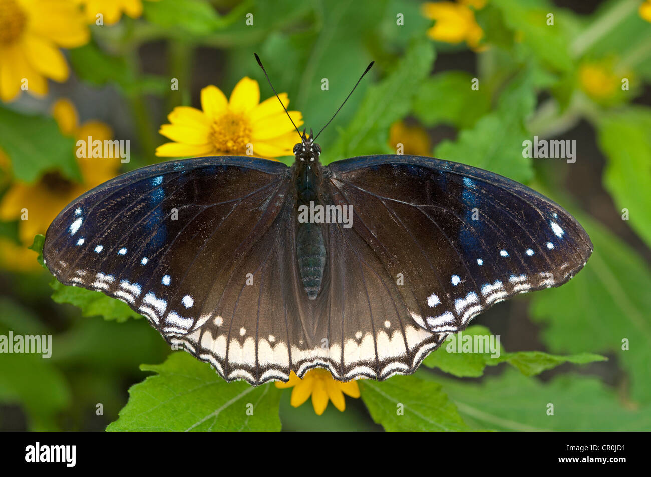 Great eggfly, blue moon butterfly (Hypolimnas bolina), female, Phuket, Thailand, Southeast Asia, Asia Stock Photo