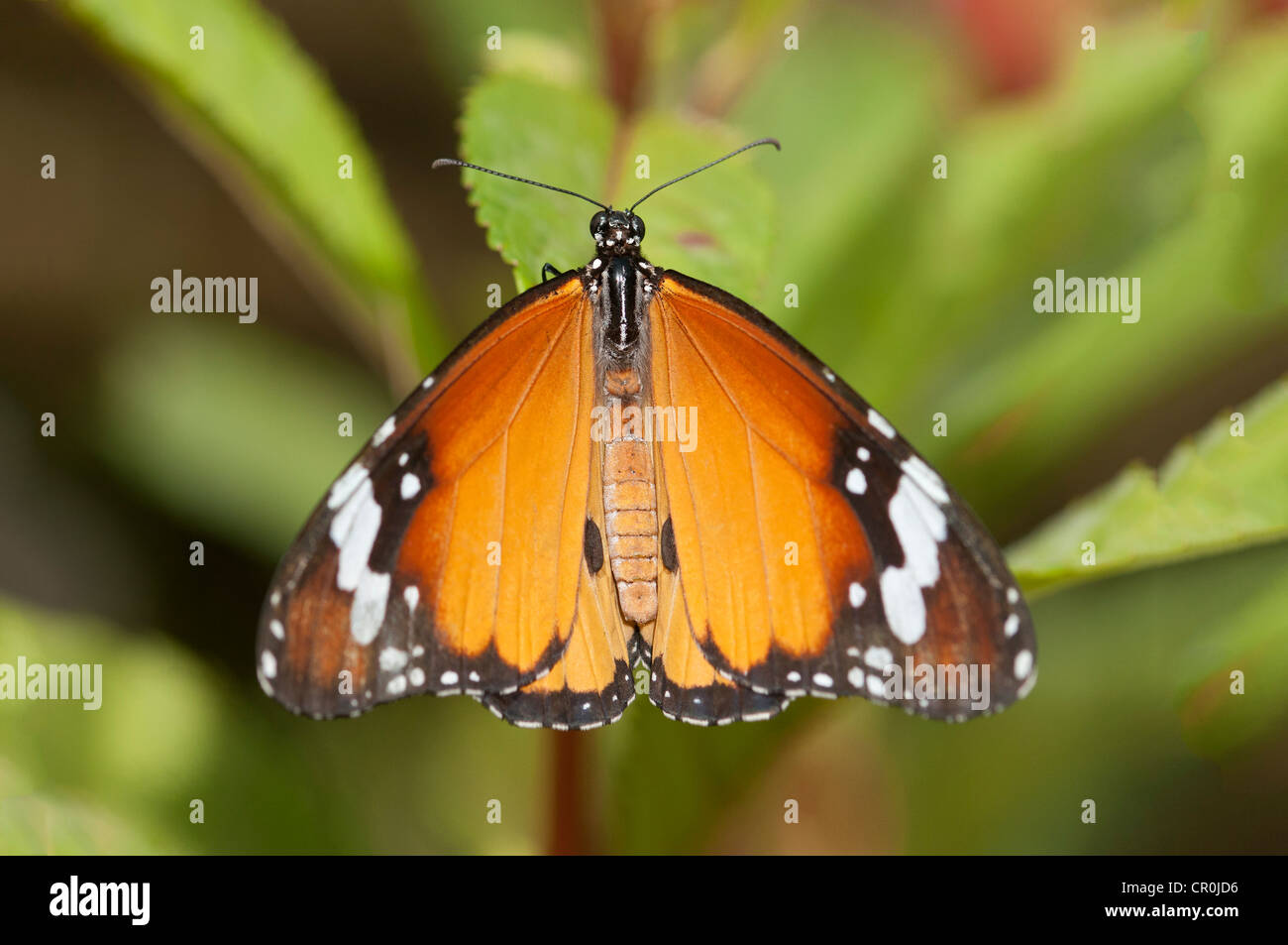 Plain tiger, African monarch (Danaus chrysippus), tropical butterfly, Phuket, Thailand, Southeast Asia, Asia Stock Photo