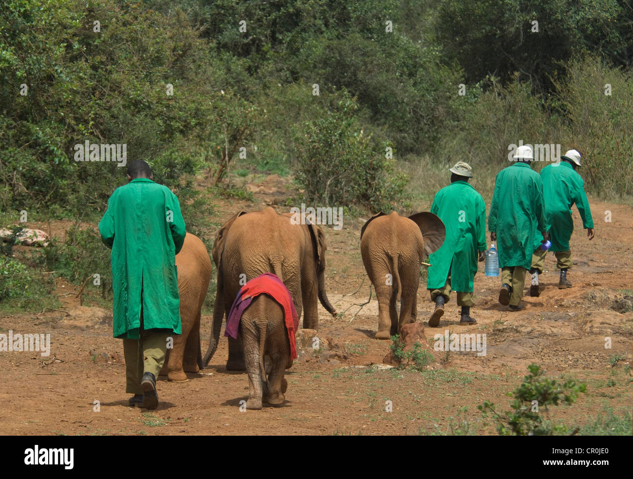 Elephant orphans and keepers walking back to compound Stock Photo