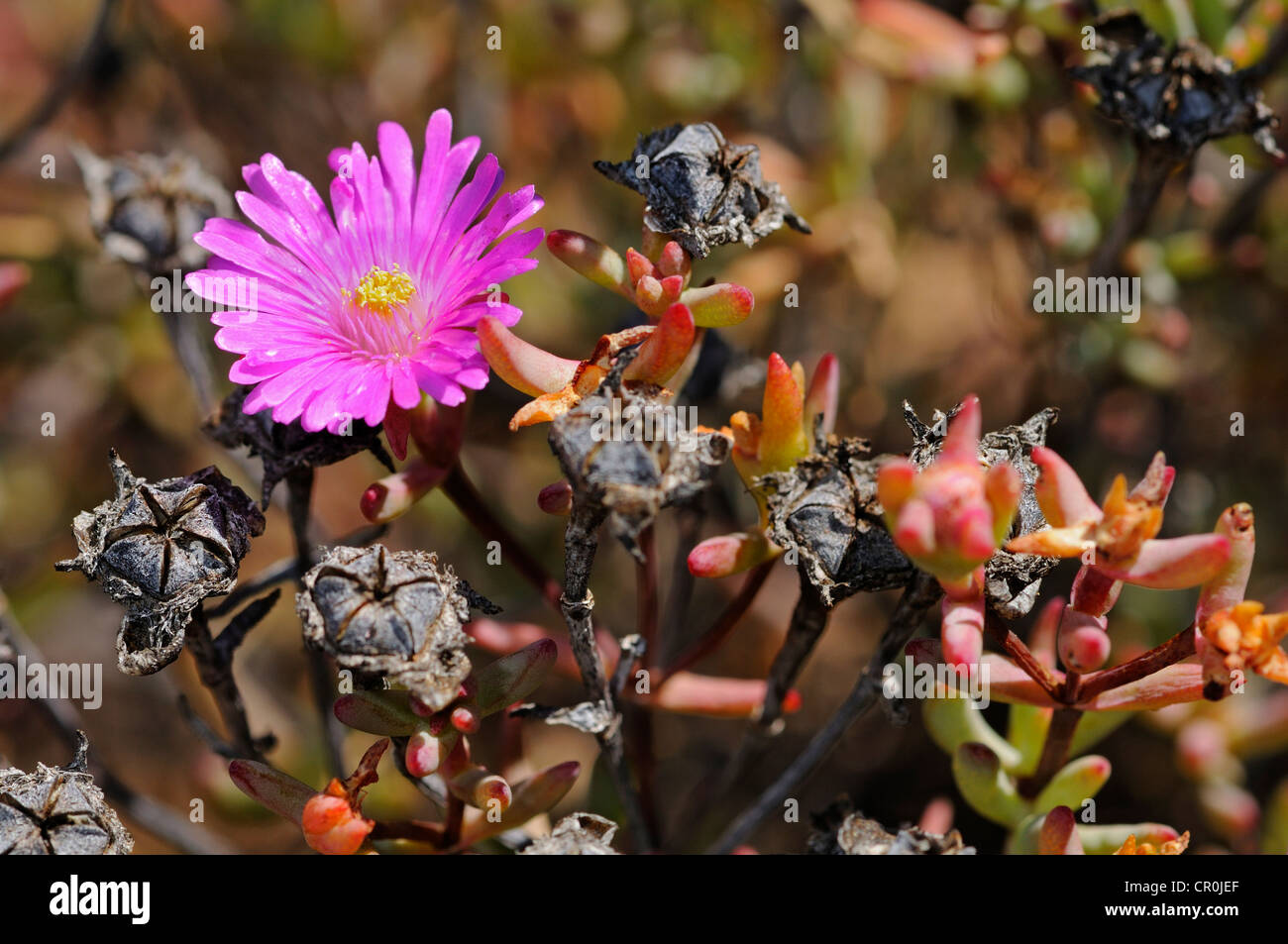 Ice plant (Delosperma sp.), Naries, Namaqualand, South Africa, Africa Stock Photo