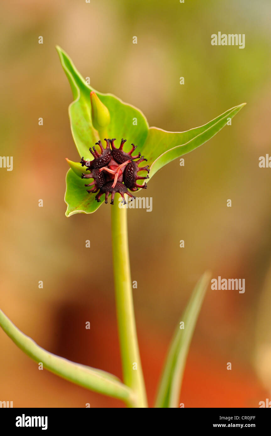 Flower of Euphorbia halii, Namaqualand, South Africa Stock Photo