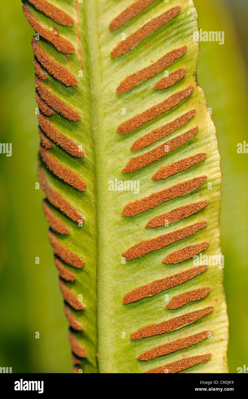 Sori on the bottom side of a fern frond, Hart's-tongue Fern (Asplenium scolopendrium), Europe Stock Photo