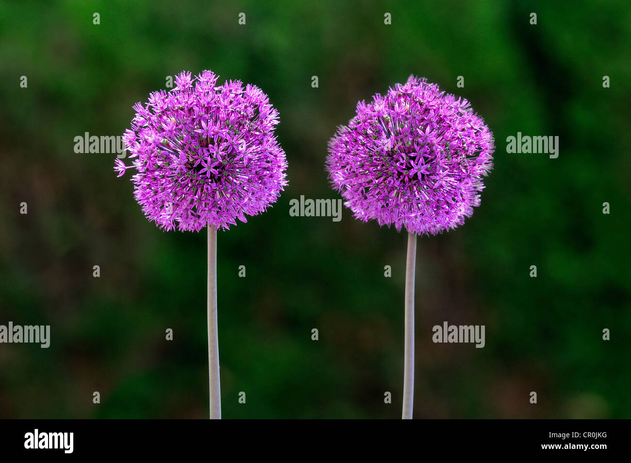 Flowering onion (Alium aflatunense), Europe Stock Photo