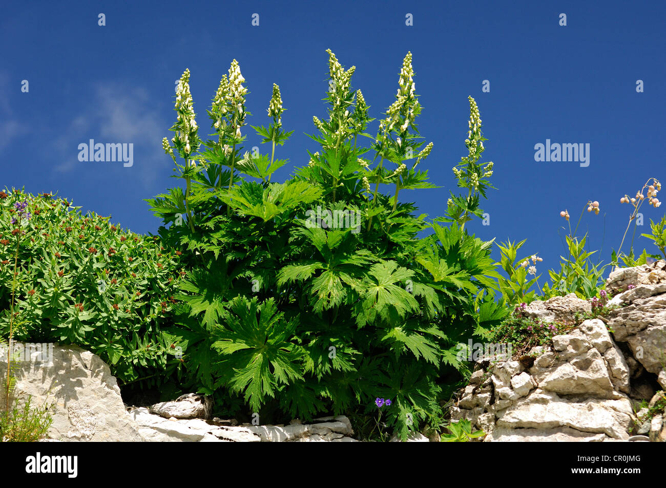 Northern Wolfsbane (Aconitum lycoctonum), Switzerland, Europe Stock Photo