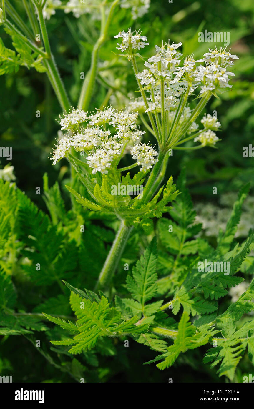 Sweet Cicely (Myrrhis odorata), Europe Stock Photo