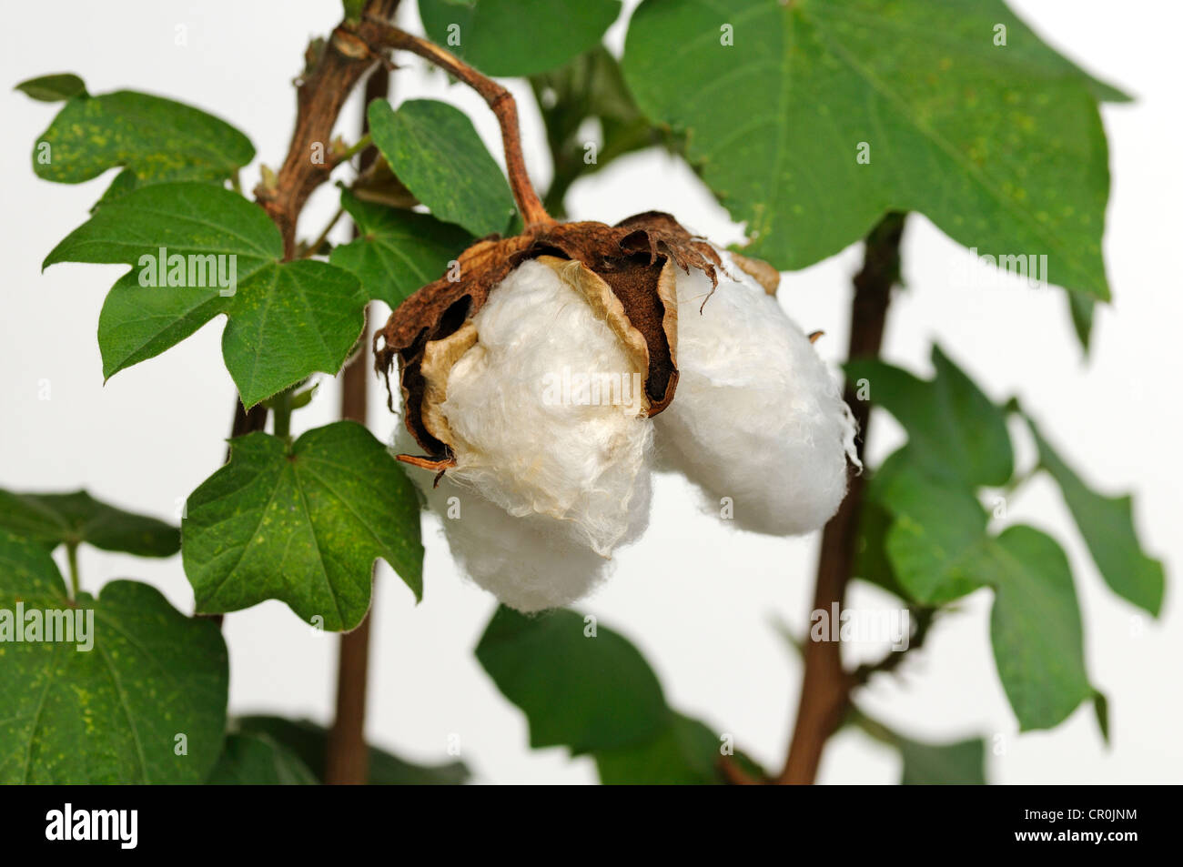 Ripe fruit capsules of the cotton plant (Gossypium herbaceum) Stock Photo