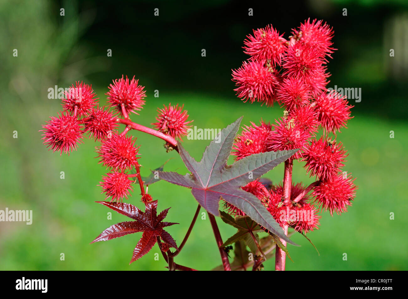Castor oil fruits hires stock photography and images Alamy