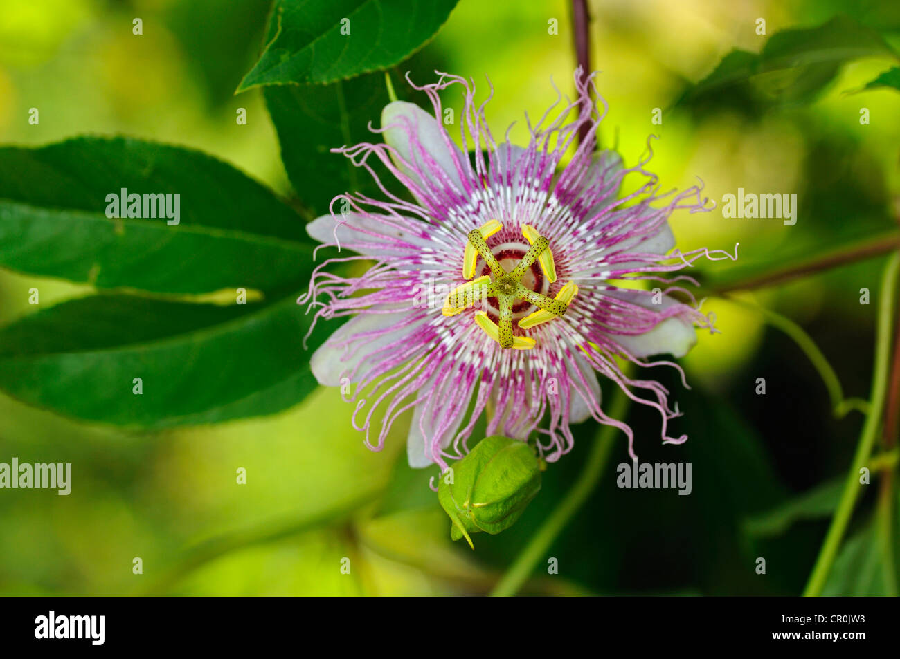 Maypop or Purple passionflower (Passiflora incarnata), USA, America Stock Photo