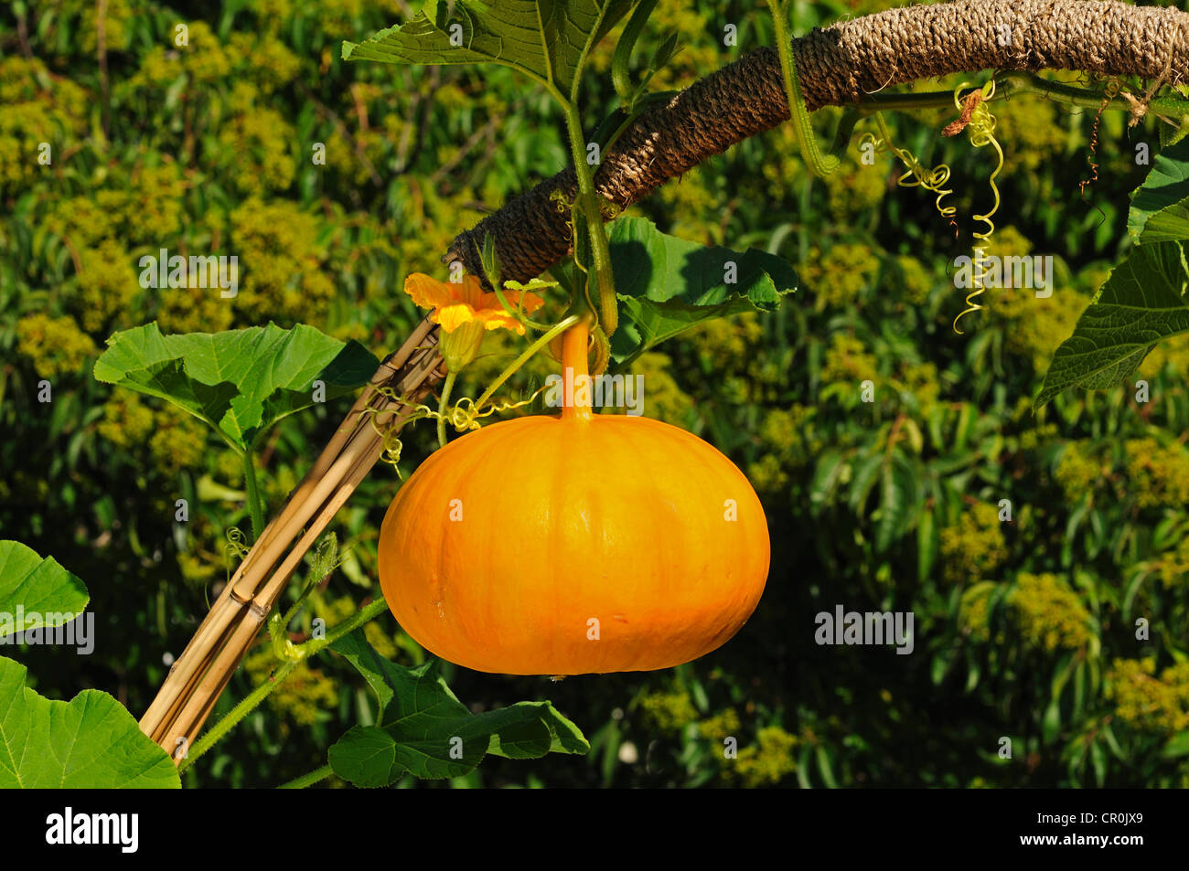 Pumpkin flower and Pumpkin (Cucurbita maxima), Europe Stock Photo