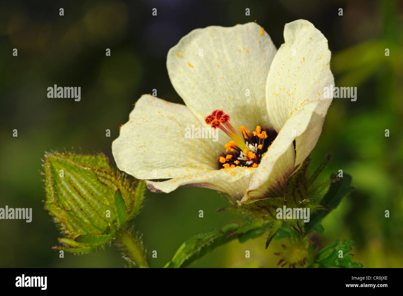 Flower-of-an-Hour (Hibiscus trionum), Europe Stock Photo