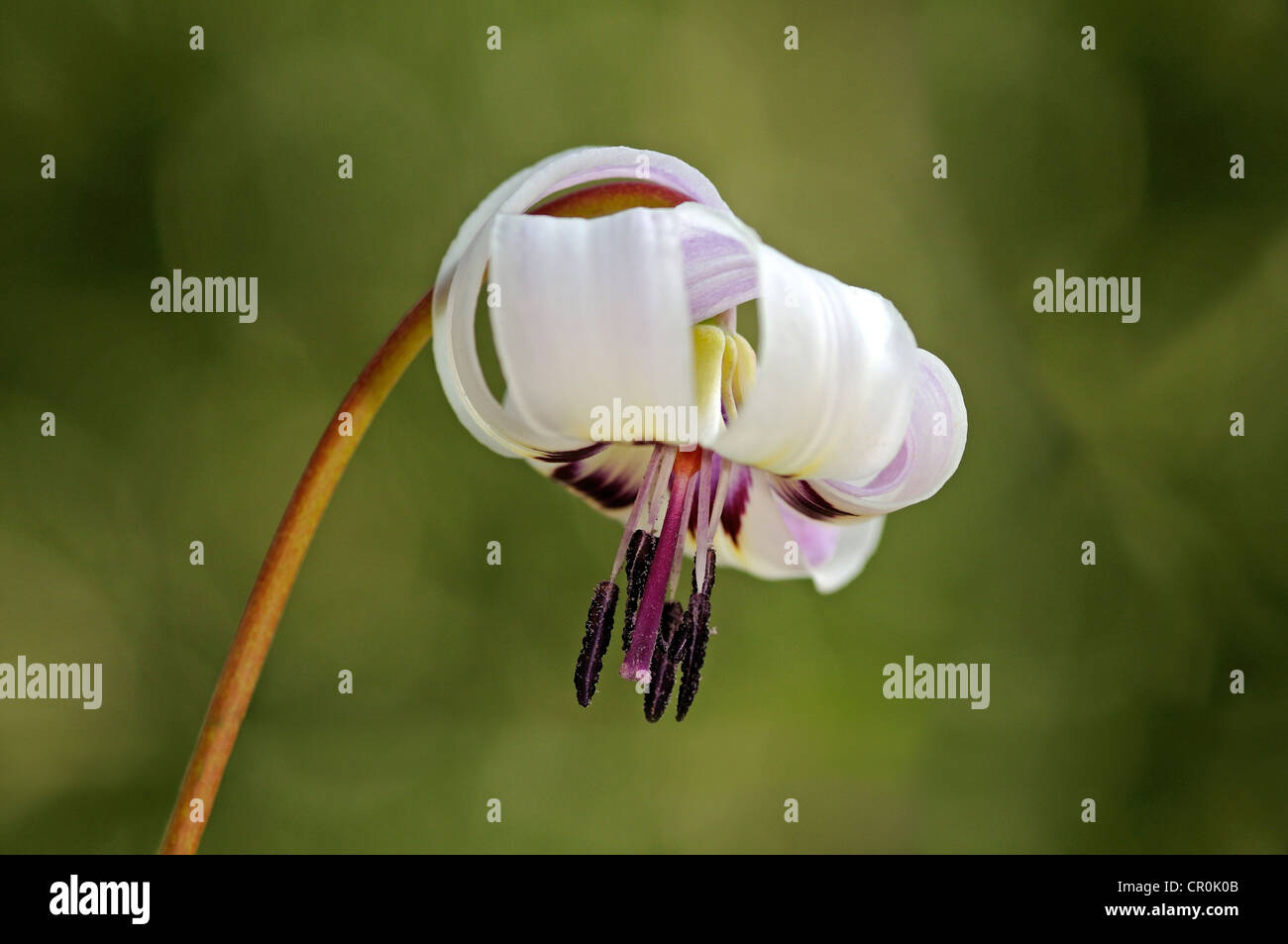 Henderson's Fawn Lily (Erythronium hendersonii), USA Stock Photo