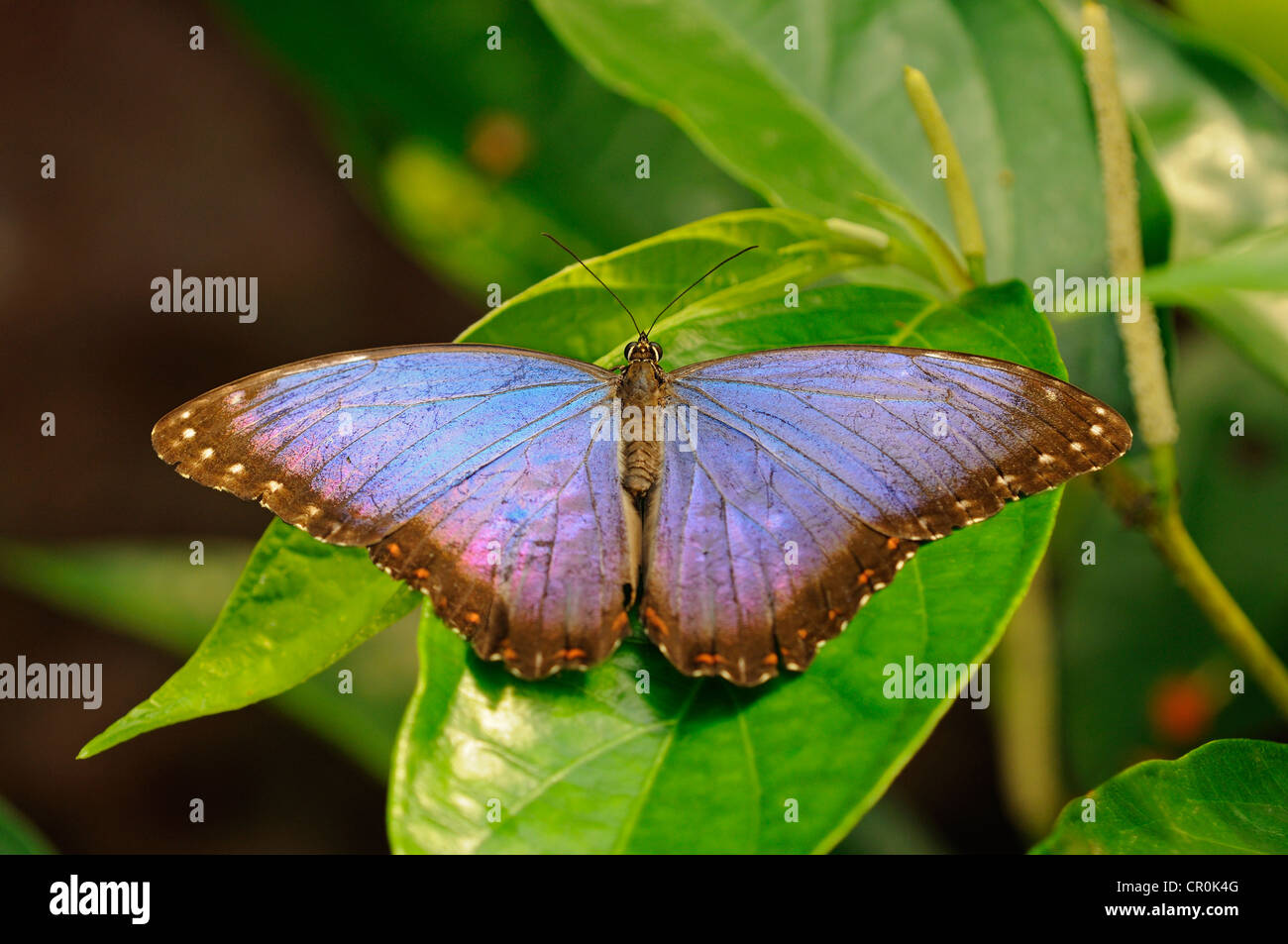 Blue Morpho Butterfly Habitat Map