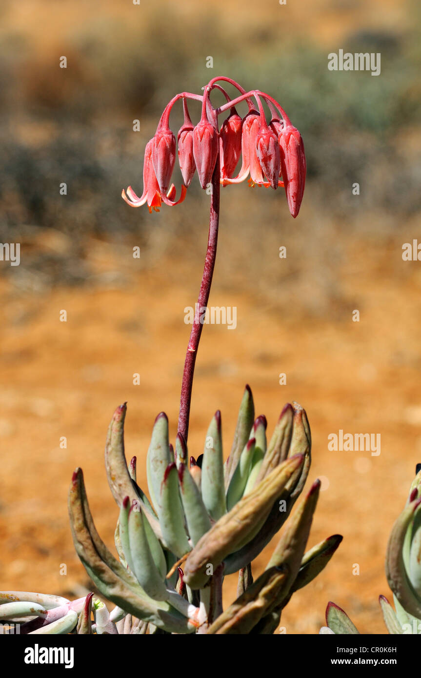 Pig's Ear or Round-leafed Navel-wort (Cotyledon orbiculata), Goegap Nature Reserve, Namaqualand, South Africa, Africa Stock Photo