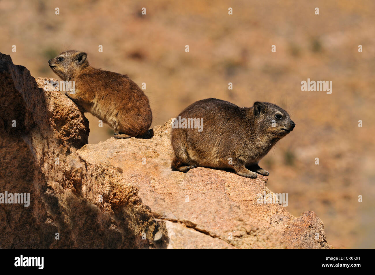 Rock Hyrax or Cape Hyrax (Procavia capensis), mother and cub, Goegap Nature Reserve, Namaqualand, South Africa, Africa Stock Photo
