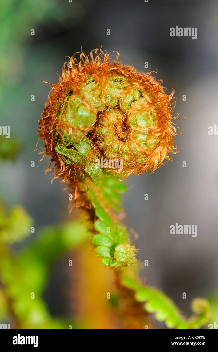 An unfurled fern frond Stock Photo - Alamy