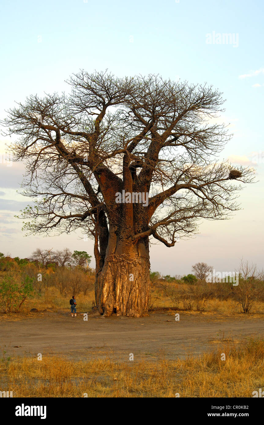 Tourist at an African Baobab tree (Adansonia digitata) in the African ...