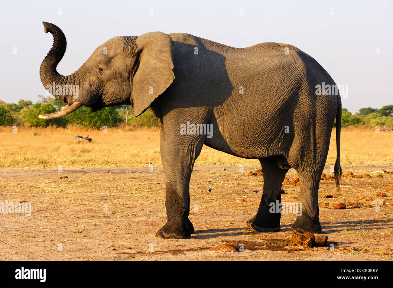 Elephant trumpeting wild hires stock photography and images Alamy