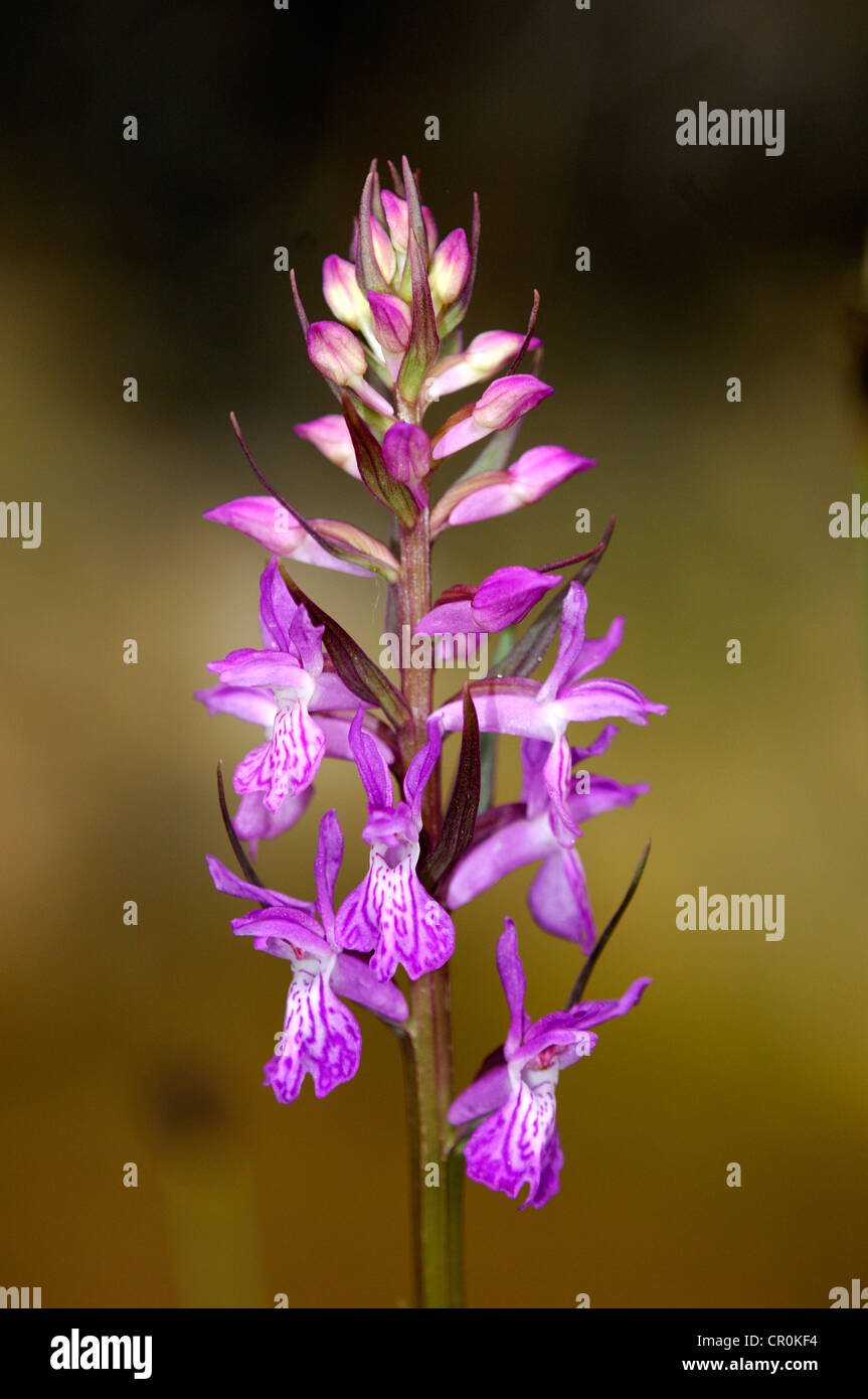 Robust Marsh-orchid (Dactylorhiza elata) Stock Photo