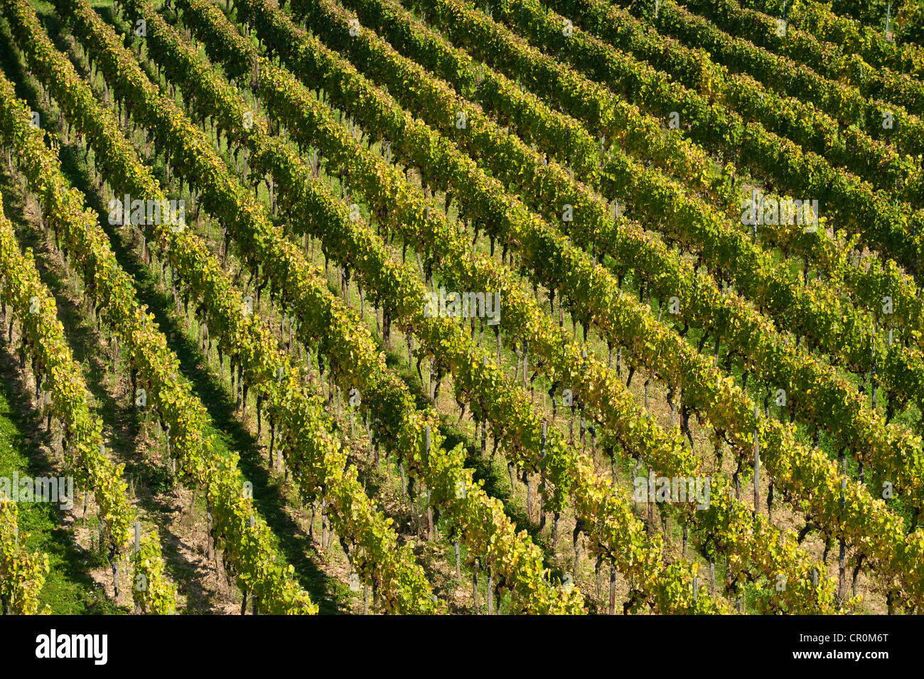 Vineyard, near Ruedesheim, Rheingau, Hesse, Germany, Europe Stock Photo