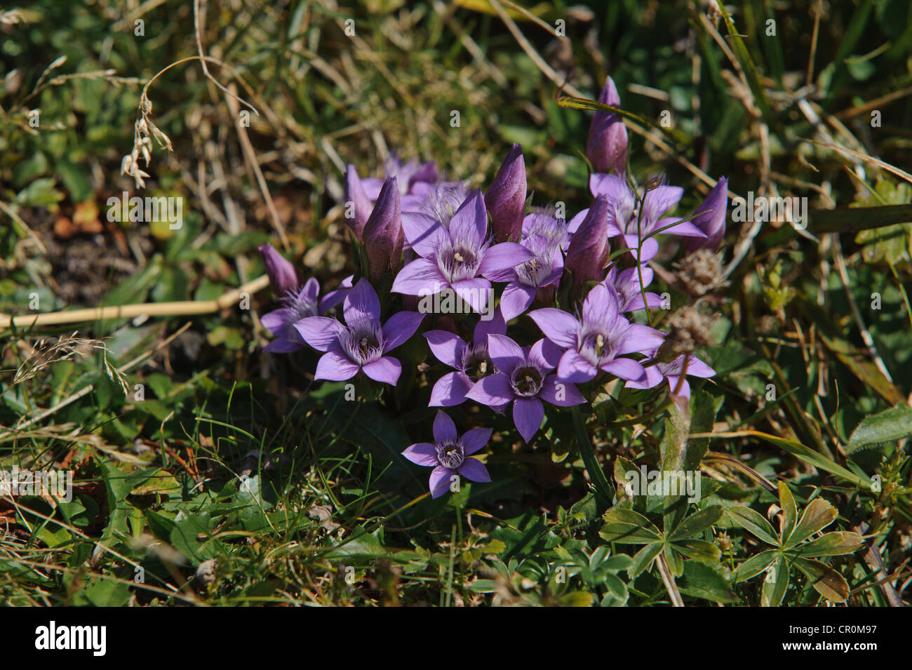 Chiltern gentian (Gentianella germanica), Untersberg, Groedig, Salzburg, Austria, Europe Stock Photo