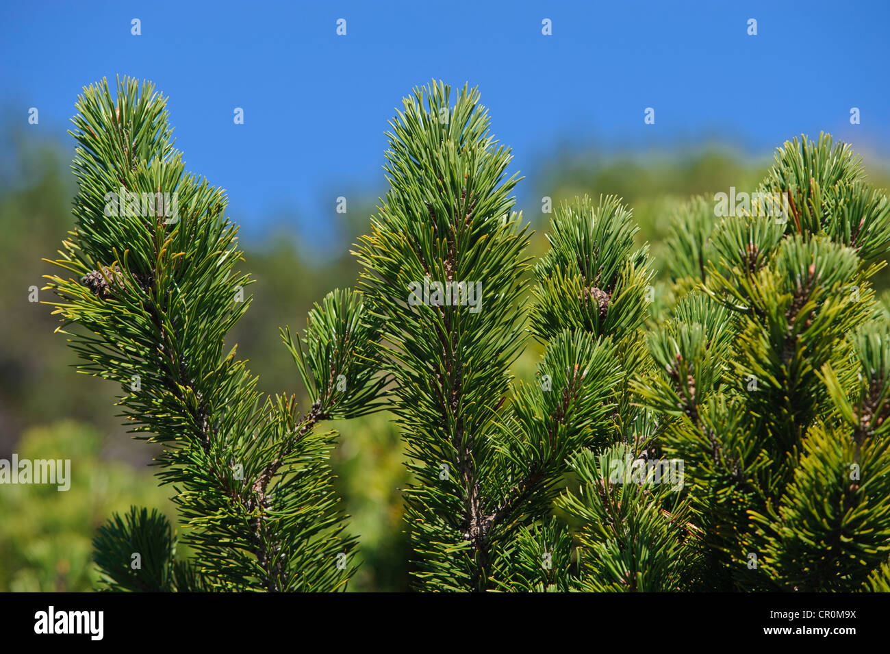 Mountain pine, Mugo pine (Pinus mugo), Untersberg, Groedig, Salzburg, Austria, Europe Stock Photo
