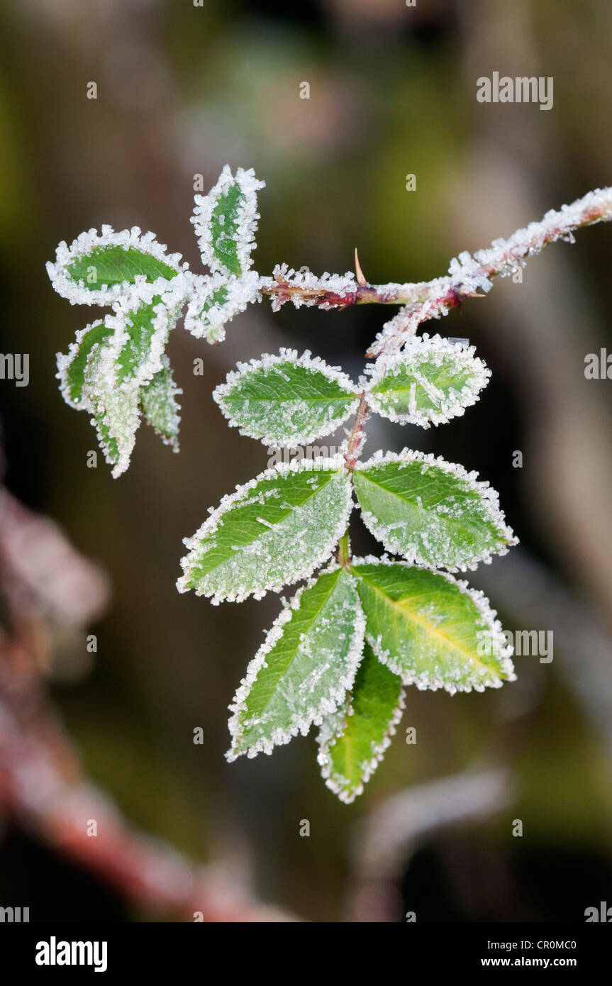 Dog rose (Rosa canina), leaves with first hoar frost, Untergroeningen, Baden-Wuerttemberg, Germany, Europe Stock Photo