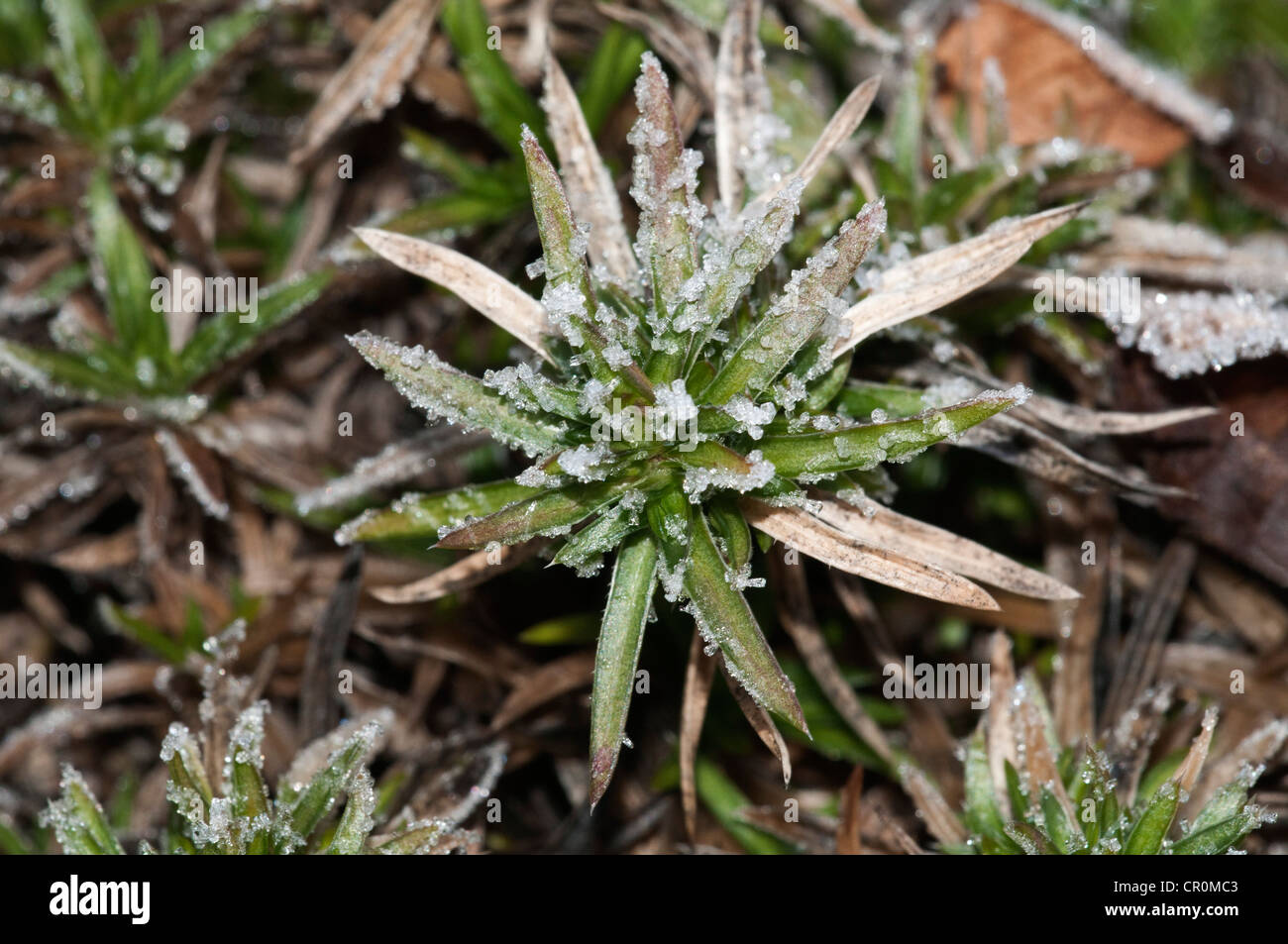 Moss phlox (Phlox subulata), rosette of leaves with first hoar frost