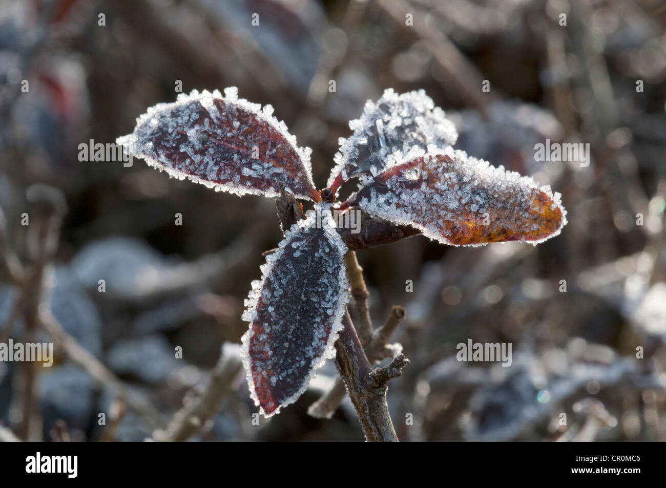 Privet (Ligustrum vulgare), leaves covered with hoar frost, Untergroeningen, Baden-Wuerttemberg, Germany, Europe Stock Photo