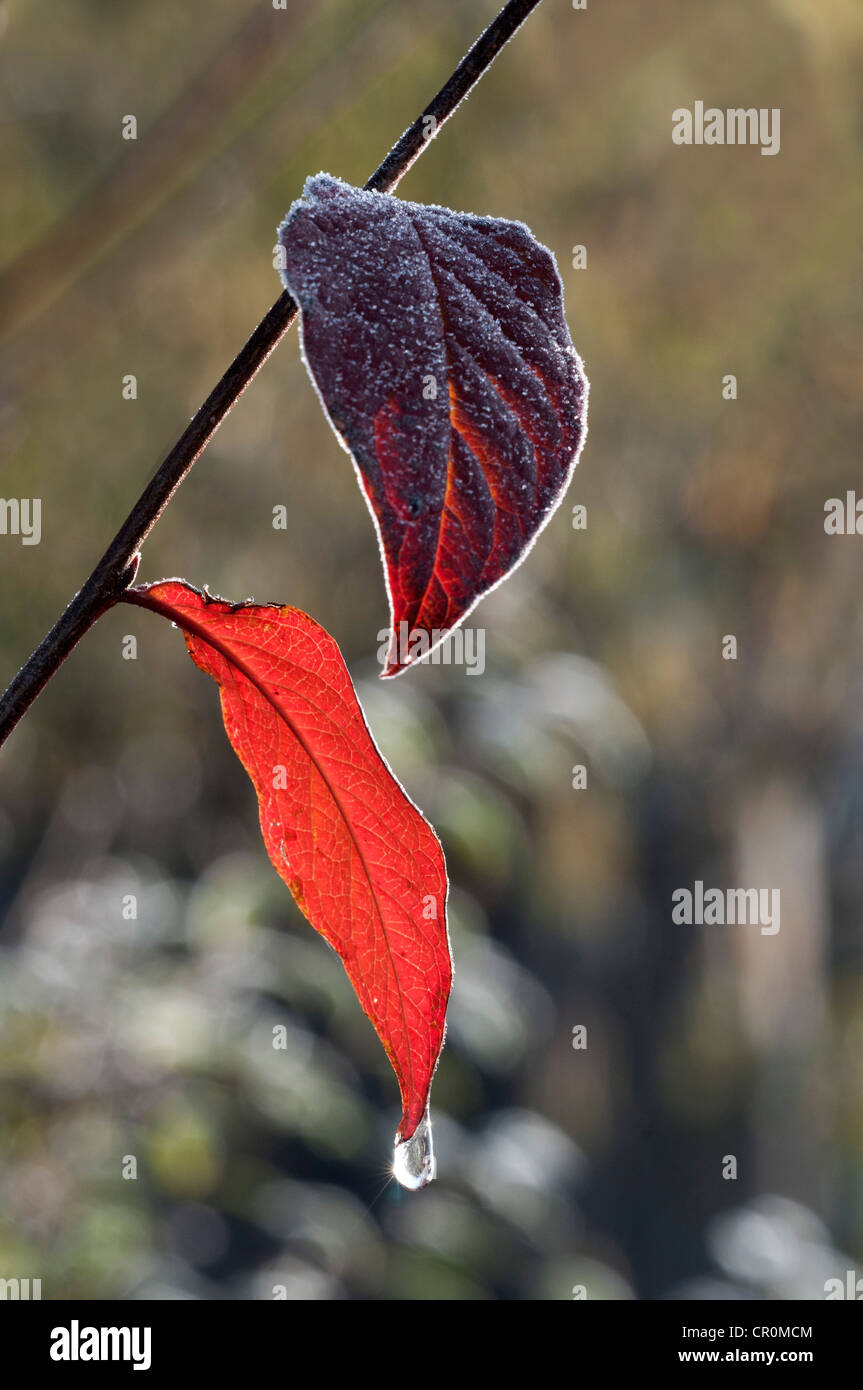 Red Honeysuckle (Lonicera xylosteum), first hoarfrost on leaves, Untergroeningen, Baden-Wuerttemberg, Germany, Europe Stock Photo