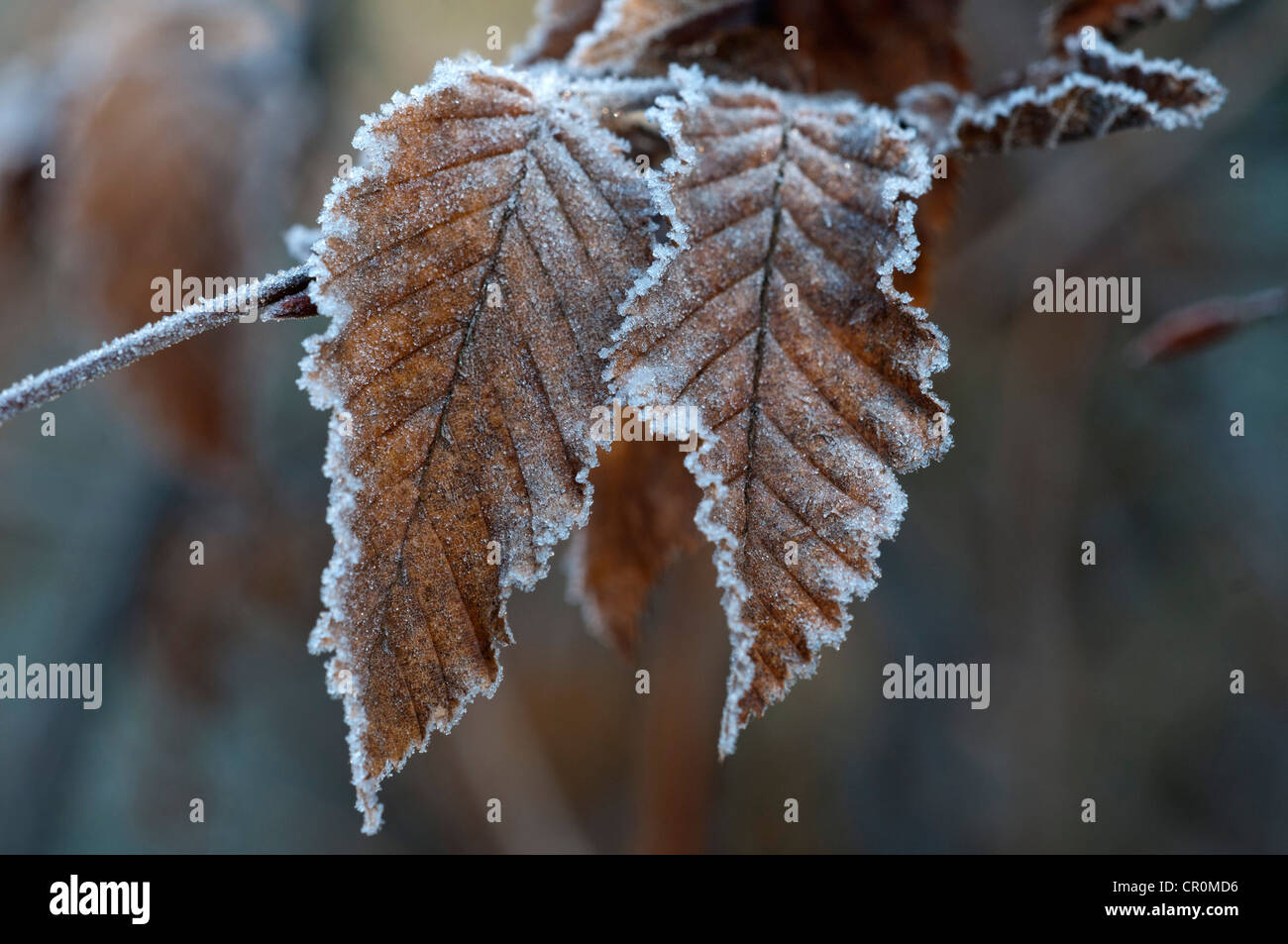 Hornbeam (Carpinus betulus), first frost, Untergroeningen, Baden-Wuerttemberg, Germany, Europe Stock Photo