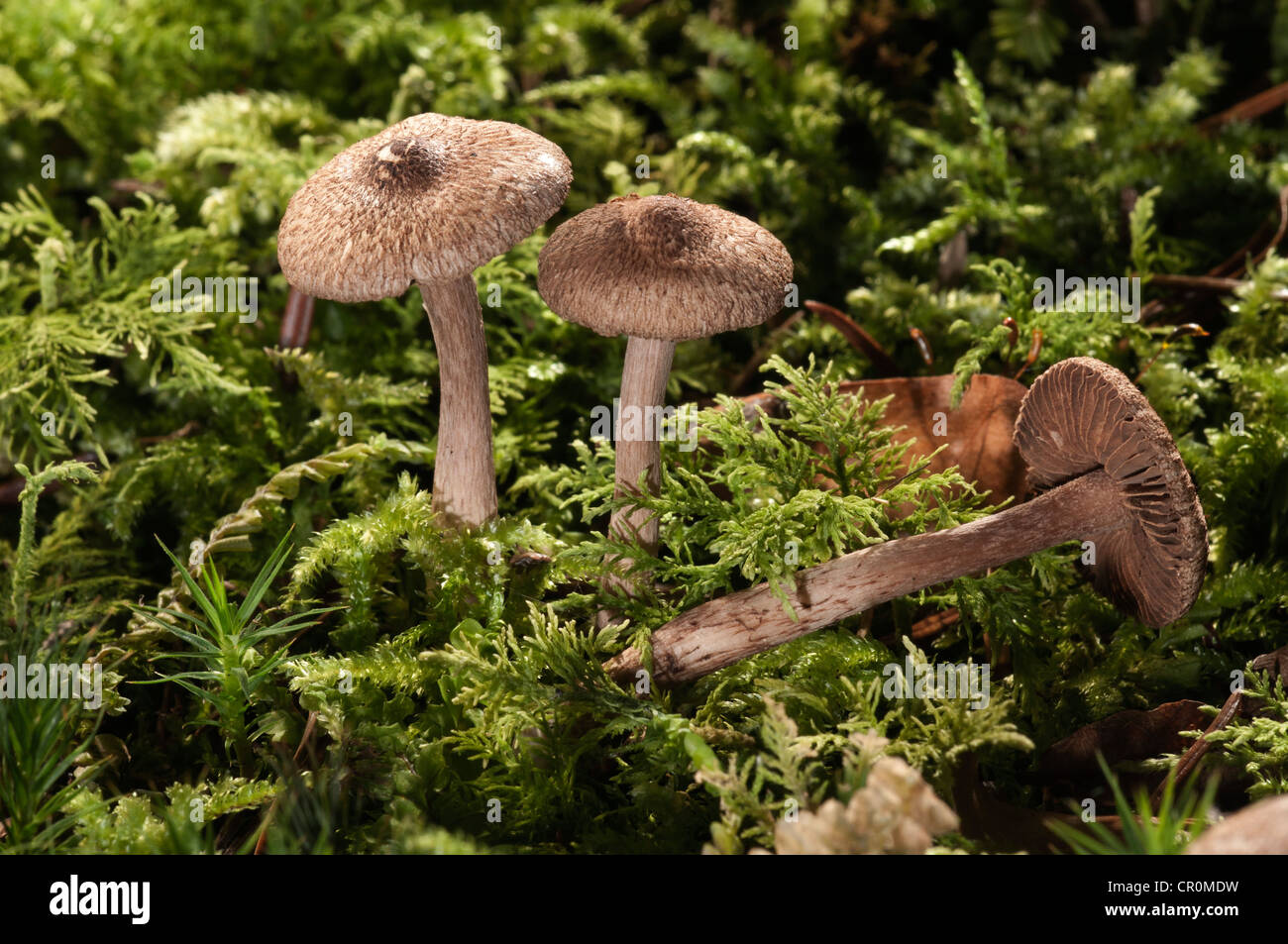 Brown Violet Fiber Caps (Inocybe cincinata), Untergroeningen, Baden-Wuerttemberg, Germany, Europe Stock Photo