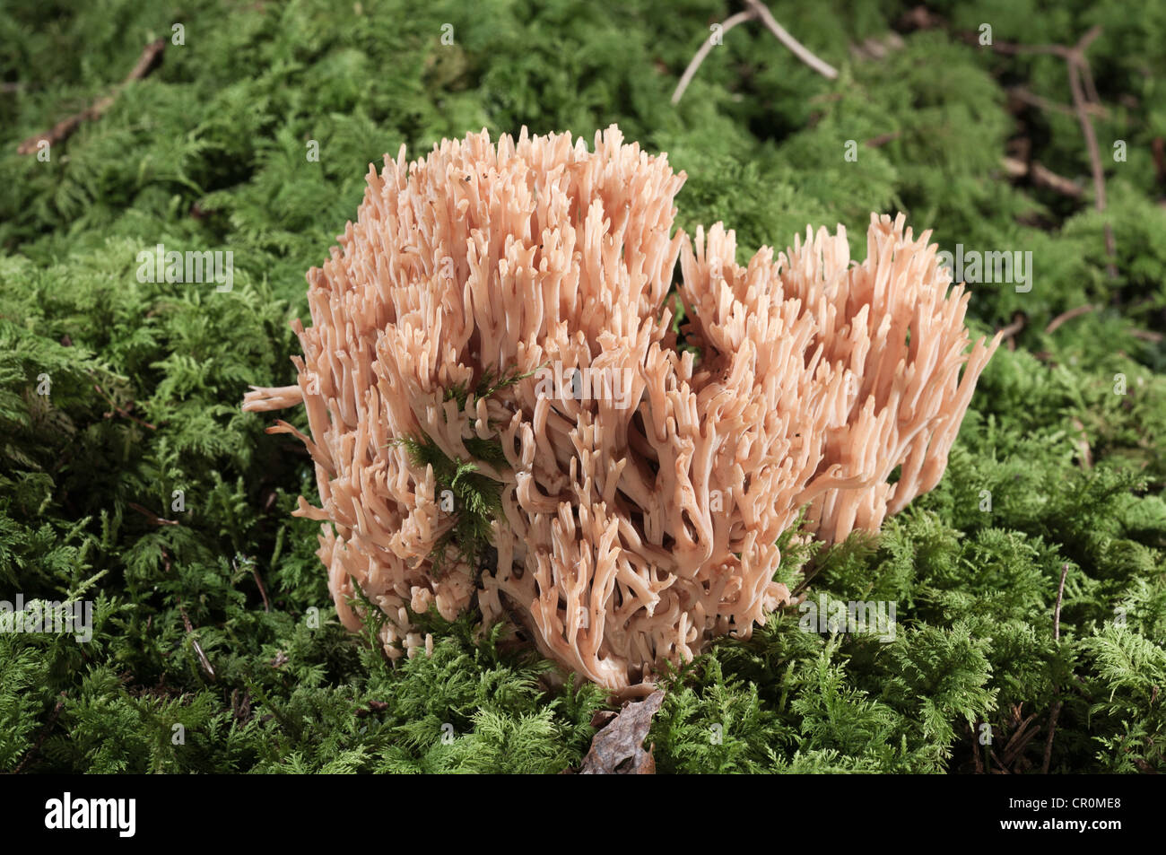 Coral Fungi or Antler Fungi (Ramaria pallida), Untergroeningen, Baden-Wuerttemberg, Germany, Europe Stock Photo