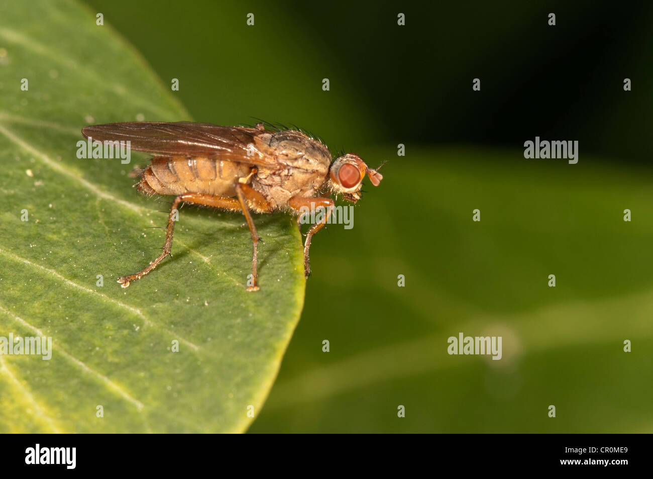 Horn Fly (Tetanocera sp.), Untergroeningen, BadenWuerttemberg, Germany