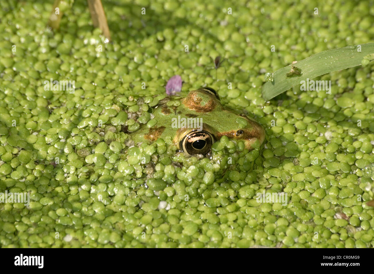 Water Frog (Rana sp.) in water covered with duckweed, Leptokaria, Greece, Europe Stock Photo
