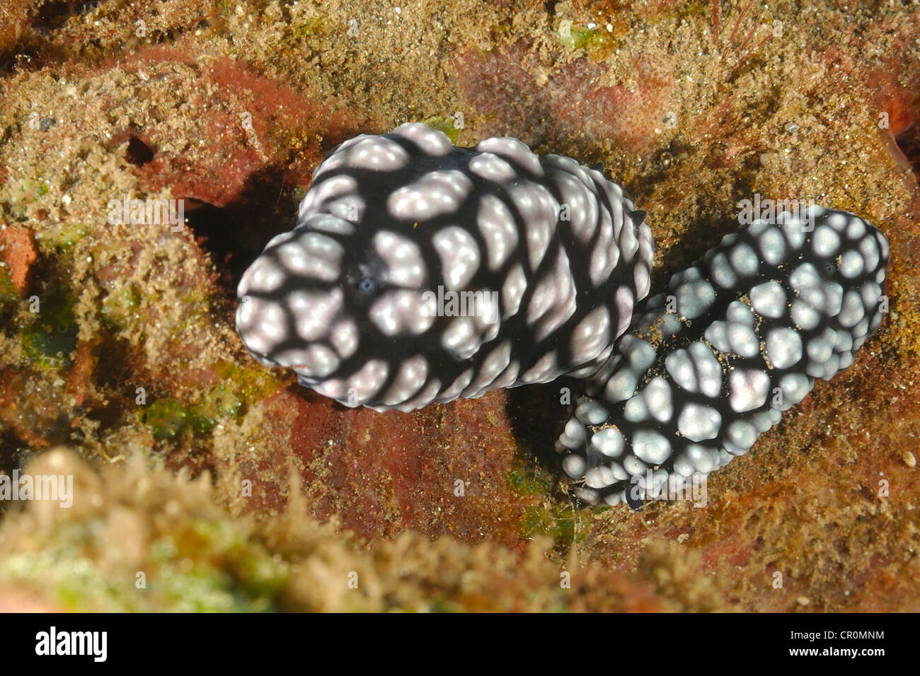 The nudibranch Phyllidiella pustulosa, Tulamben, Bali, Indonesia, Indo-pacific Ocean Stock Photo