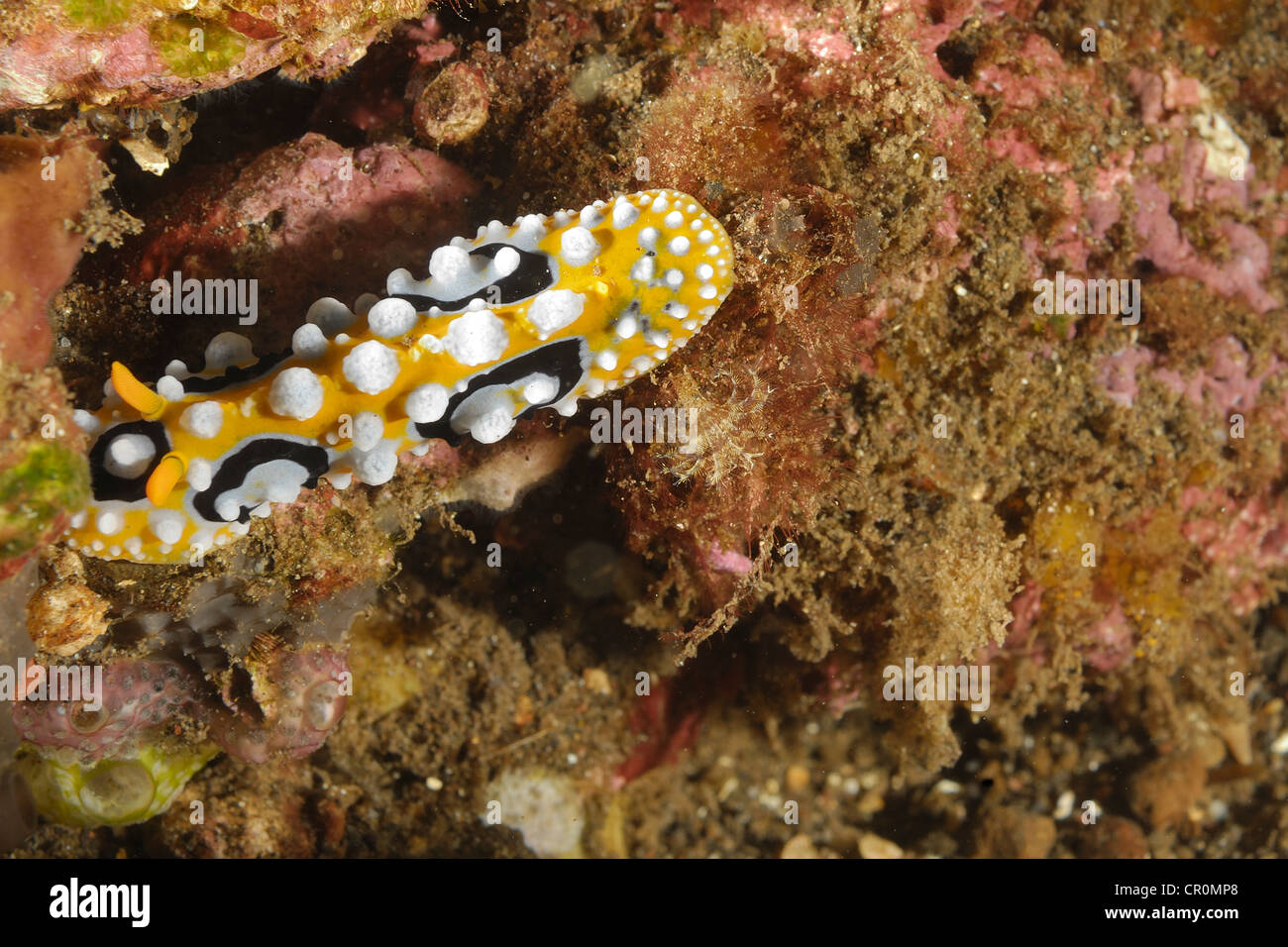 The nudibranch Phyllidia ocellata, Tulamben, Bali, Indonesia, Indo-pacific Ocean Roberto Ni Stock Photo