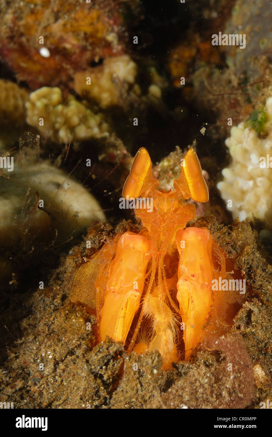 Spearing Mantis Shrimp Lysiosquillina sp., Bali, Tulamben Indonesia Roberto Nistri horizontal reef crusta Stock Photo