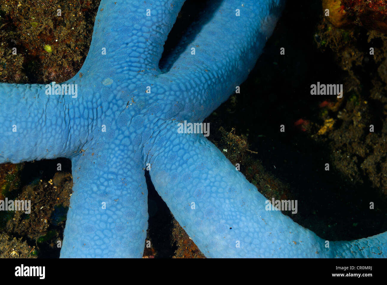 Blue starfish Linkia laevigata, Echinodermata, Bali, Tulamben Indonesia Indo-pacific Ocean Stock Photo